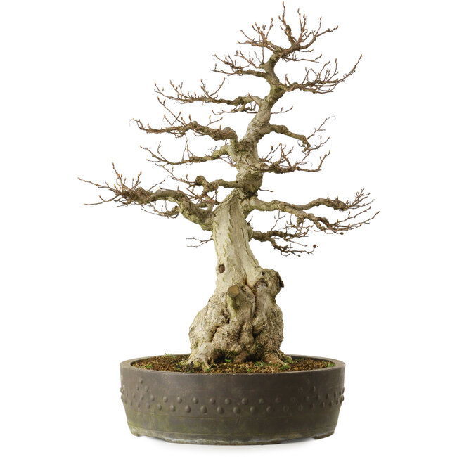 Carpinus coreana yamadori, 65 cm, ± 40 Jahre alt, mit einem Nebari von 25 cm