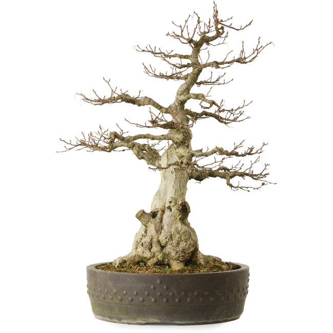 Carpinus coreana yamadori, 65 cm, ± 40 Jahre alt, mit einem Nebari von 25 cm