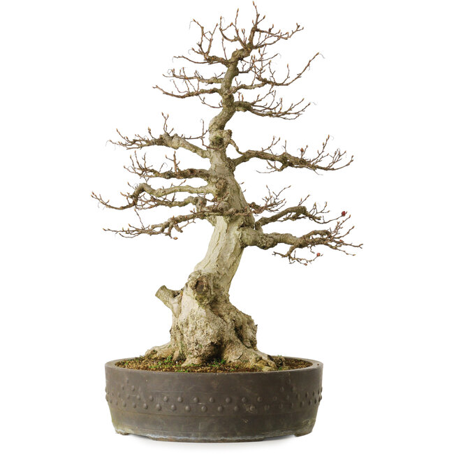 Carpinus coreana yamadori, 65 cm, ± 40 anni, con un nebari di 25 cm