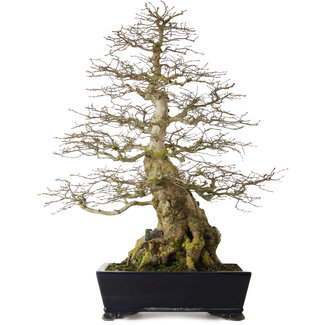 Carpinus coreana yamadori, 80 cm, ± 50 ans