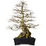 Carpinus coreana yamadori, 80 cm, ± 50 jaar oud, met een nebari van 30 cm, met een stuk Ishitsuki (rots) in de basis.