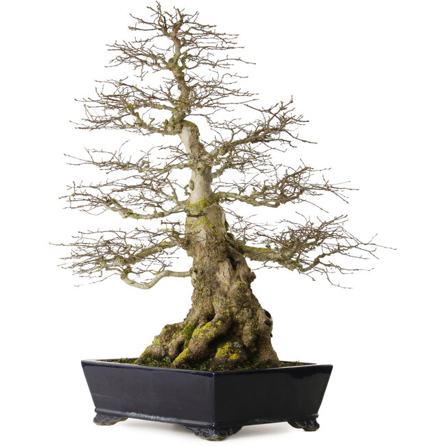 Carpinus coreana yamadori, 80 cm, ca. 50 Jahre alt, mit einem Nebari von 30 cm, mit einem Stück Ishitsuki (Stein) im Stammfuß