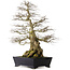 Carpinus coreana yamadori, 80 cm, ± 50 anni, con un nebari di 30 cm, con un pezzo di Ishitsuki (roccia) nella base