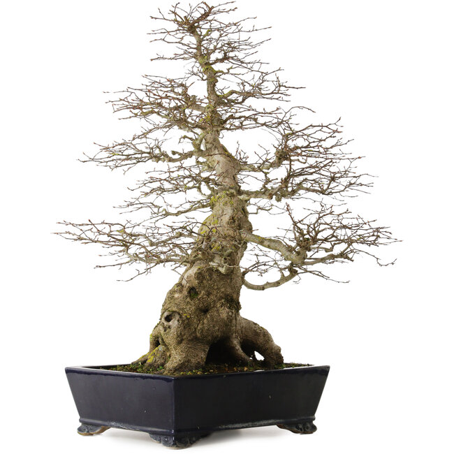 Carpinus coreana yamadori, 80 cm, ± 50 años, con un nebari de 30 cm, con un trozo de Ishitsuki (roca) en la base