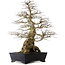 Carpinus coreana yamadori, 80 cm, environ 50 ans, avec un nebari de 30 cm, et un morceau d'ishitsuki (roche) à la base.