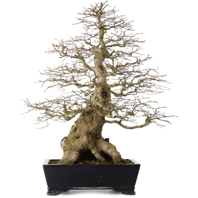 Carpinus coreana yamadori, 80 cm, ± 50 jaar oud, met een nebari van 30 cm, met een stuk Ishitsuki (rots) in de basis.