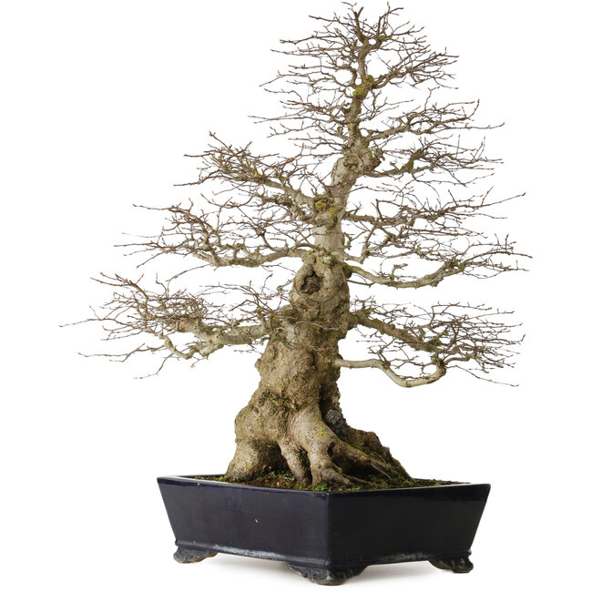 Carpinus coreana yamadori, 80 cm, environ 50 ans, avec un nebari de 30 cm, et un morceau d'ishitsuki (roche) à la base.