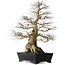 Carpinus coreana yamadori, 80 cm, ± 50 years old, with a nebari of 30 cm, with a piece of Ishitsuki (rock) in the base