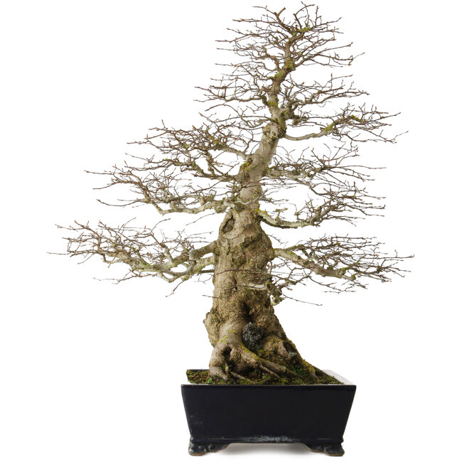 Carpinus coreana yamadori, 80 cm, ± 50 anni, con un nebari di 30 cm, con un pezzo di Ishitsuki (roccia) nella base