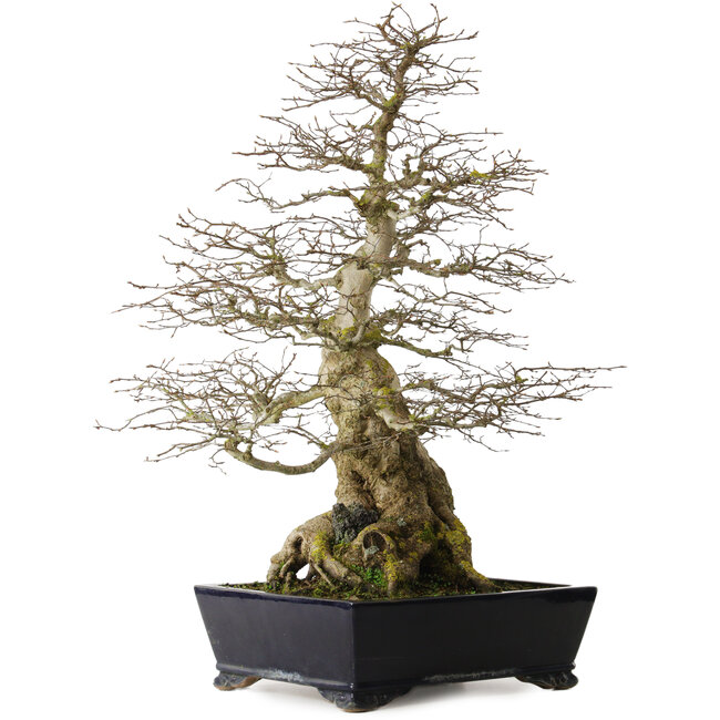 Carpinus coreana yamadori, 80 cm, ± 50 jaar oud, met een nebari van 30 cm, met een stuk Ishitsuki (rots) in de basis.