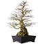 Carpinus coreana yamadori, 80 cm, ca. 50 Jahre alt, mit einem Nebari von 30 cm, mit einem Stück Ishitsuki (Stein) im Stammfuß