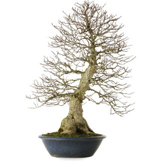 Carpinus coreana yamadori, 80 cm, ± 30 años