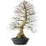 Carpinus coreana yamadori, 80 cm, ± 30 anni, con un nebari di 25 cm