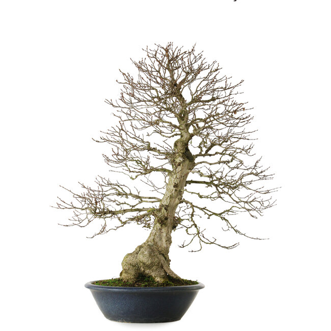 Carpinus coreana yamadori, 80 cm, ± 30 jaar oud, met een nebari van 25 cm