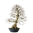 Carpinus coreana yamadori, 80 cm, ± 30 jaar oud, met een nebari van 25 cm