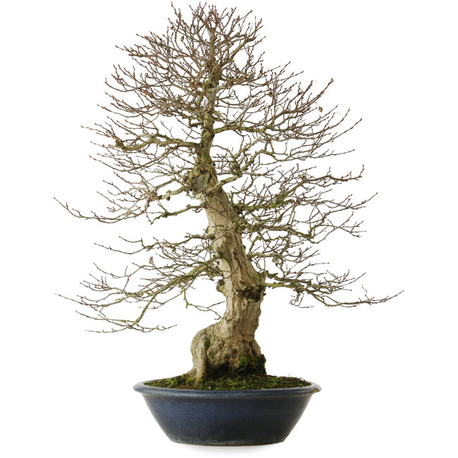 Carpinus coreana yamadori, 80 cm, ± 30 años, con un nebari de 25 cm