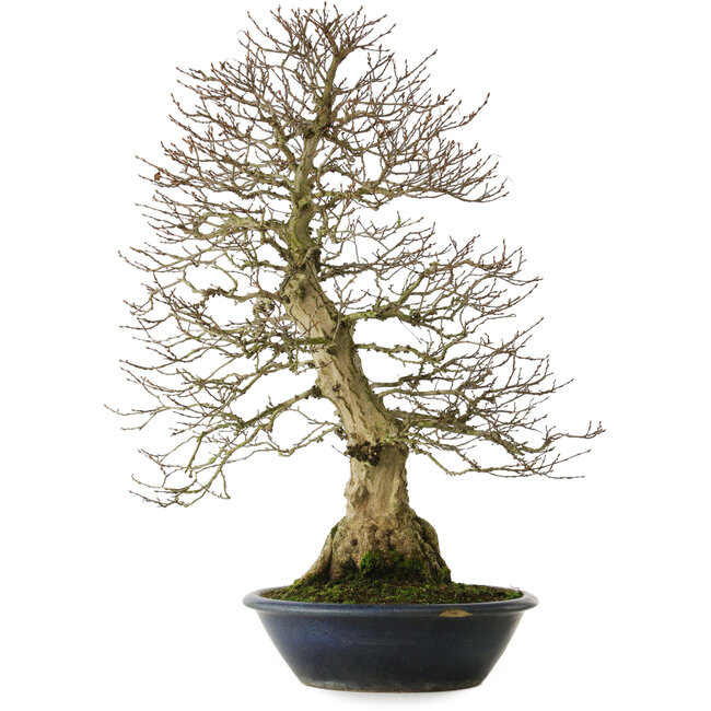 Carpinus coreana yamadori, 80 cm, ± 30 ans, avec un nebari de 25 cm