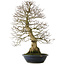 Carpinus coreana yamadori, 80 cm, ± 30 años, con un nebari de 25 cm
