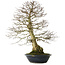 Carpinus coreana yamadori, 80 cm, ± 30 ans, avec un nebari de 25 cm