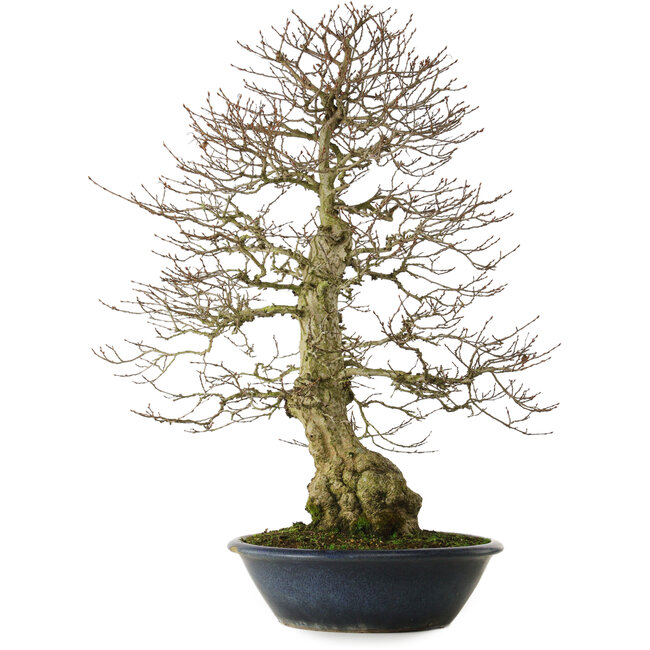 Carpinus coreana yamadori, 80 cm, ± 30 jaar oud, met een nebari van 25 cm