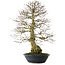 Carpinus coreana yamadori, 80 cm, ± 30 jaar oud, met een nebari van 25 cm