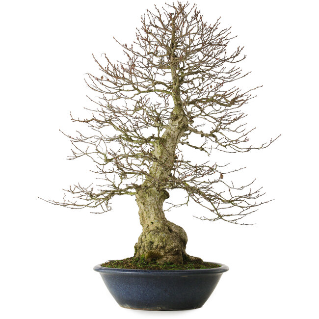 Carpinus coreana yamadori, 80 cm, ± 30 años, con un nebari de 25 cm