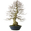 Carpinus coreana yamadori, 80 cm, ± 30 jaar oud, met een nebari van 25 cm