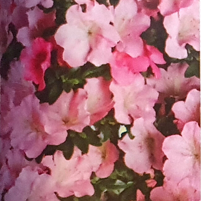 Rhododendron indicum Gyoten, 86 cm, ± 30 jaar oud, met een nebari van 16 cm