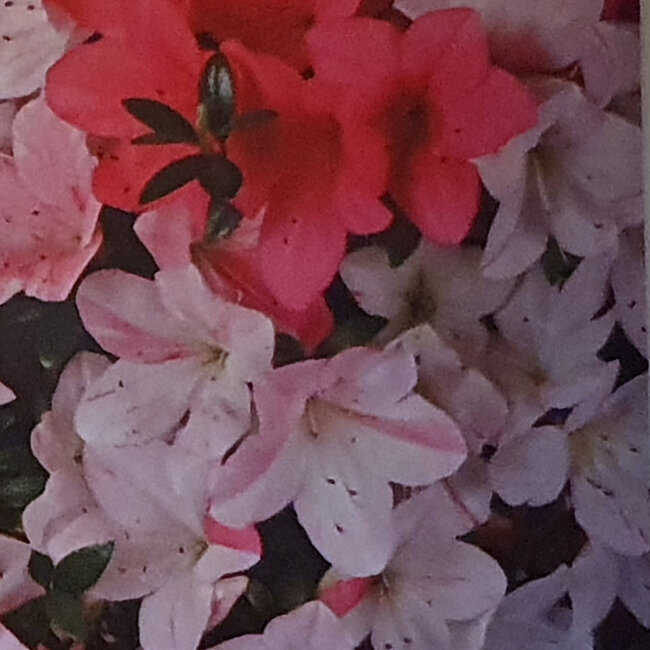 Rhododendron indicum Juko, 88 cm, ca. 30 Jahre alt, mit einem Wurzelhals von 15 cm