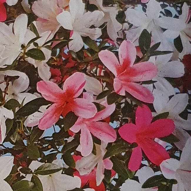 Rhododendron indicum Asuka, 86 cm, ± 30 años, con un nebari de 13 cm