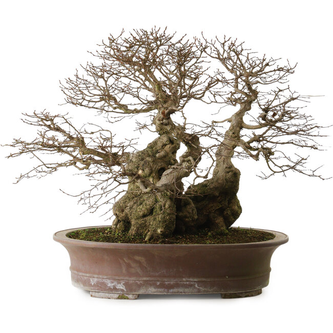 Carpinus coreana yamadori, 42 cm, ± 50 ans, avec un nebari de 30 cm