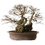 Carpinus coreana yamadori, 42 cm, ± 50 años, con un nebari de 30 cm