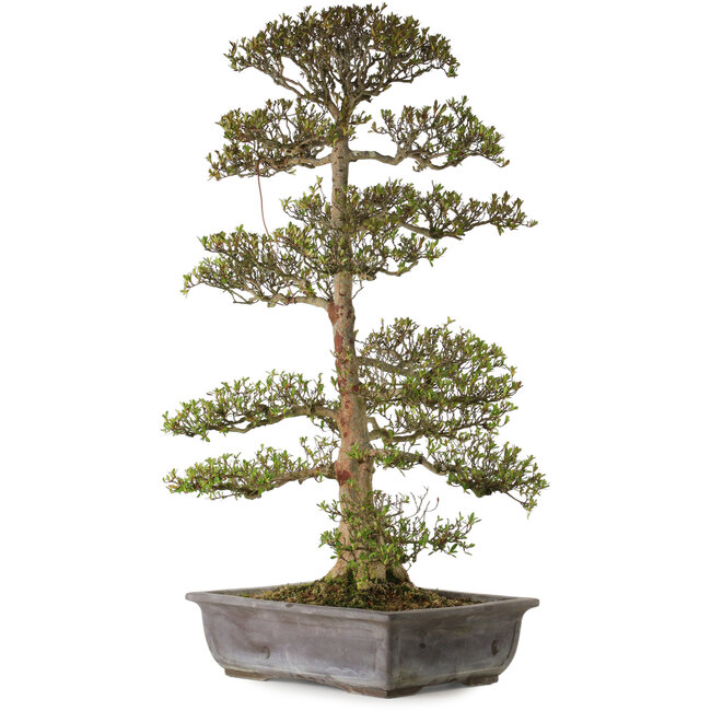 Rhododendron indicum Juko, 88 cm, ± 30 anni, con un nebari di 15 cm