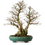 Carpinus coreana yamadori, 75 cm, ± 40 jaar oud, met een nebari van 31 cm
