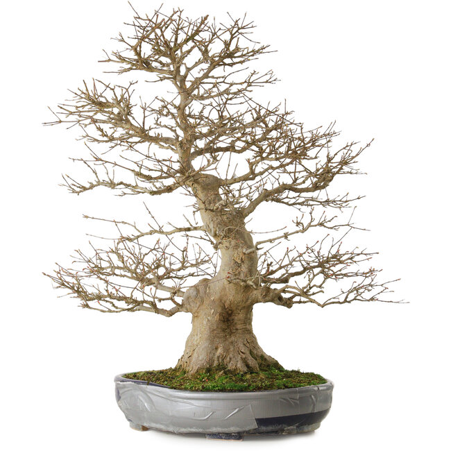 Acer buergerianum, 73 cm, ± 35 years old, with a nebari of 27 cm