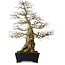 Carpinus coreana yamadori, 80 cm, ± 50 jaar oud, met een nebari van 30 cm, met een stuk Ishitsuki (rots) in de basis.