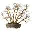 Carpinus coreana yamadori, 65 cm, ± 35 anni