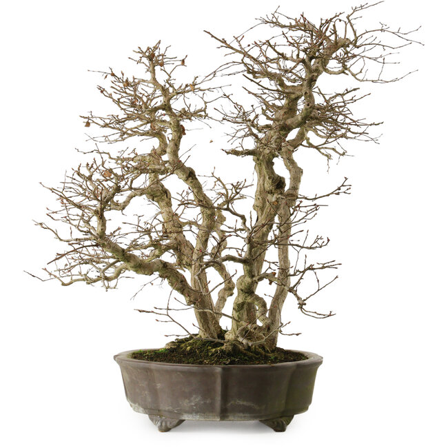 Carpinus coreana yamadori, 65 cm, ± 35 years old