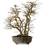 Carpinus coreana yamadori, 65 cm, ± 35 jaar oud