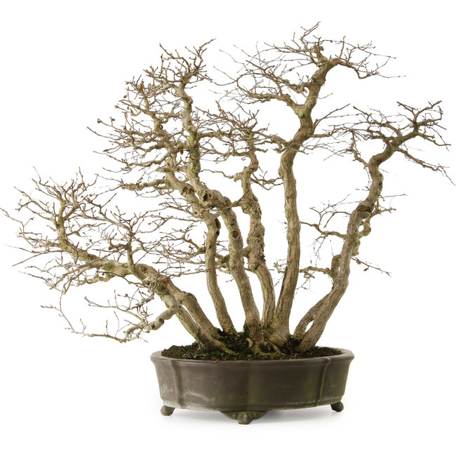 Carpinus coreana yamadori, 65 cm, ± 35 years old