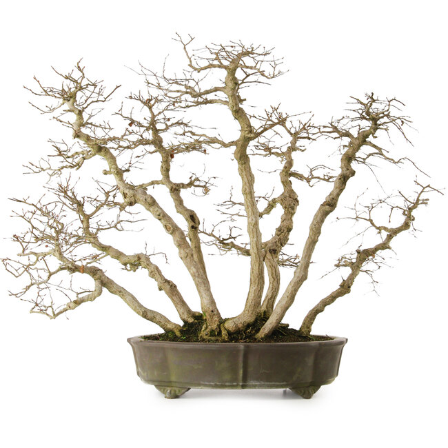 Carpinus coreana yamadori, 65 cm, ± 35 jaar oud