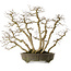 Carpinus coreana yamadori, 65 cm, ± 35 anni