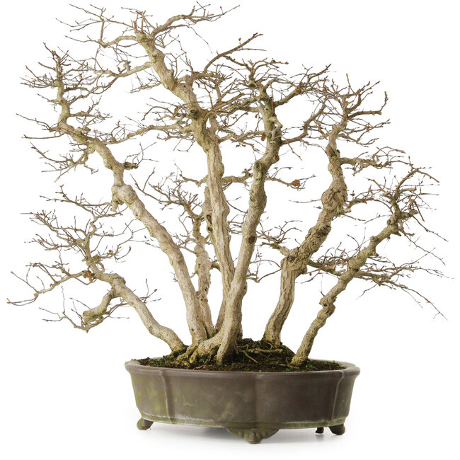 Carpinus coreana yamadori, 65 cm, ± 35 Jahre alt