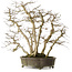 Carpinus coreana yamadori, 65 cm, ± 35 jaar oud