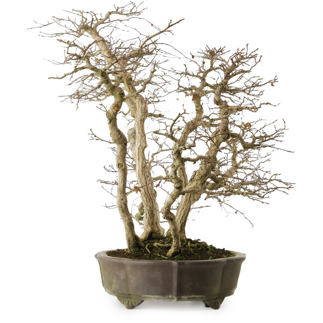 Carpinus coreana yamadori, 65 cm, ± 35 Jahre alt