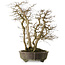 Carpinus coreana yamadori, 65 cm, ± 35 ans