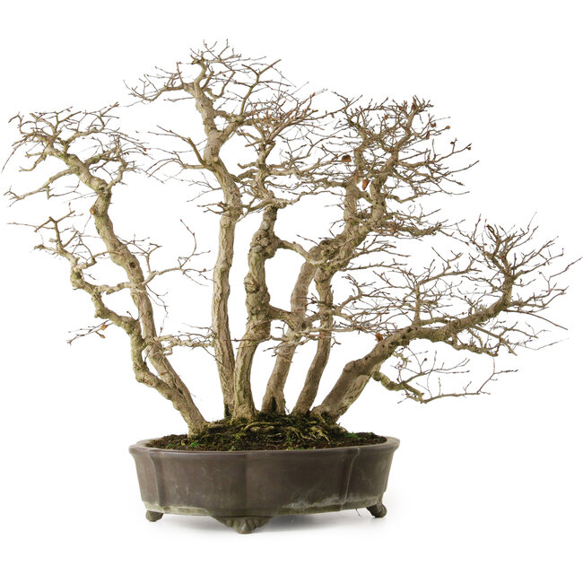 Carpinus coreana yamadori, 65 cm, ± 35 ans