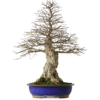 Carpinus coreana yamadori, 87 cm, ± 40 years old