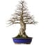 Carpinus coreana yamadori, 87 cm, ± 40 jaar oud, met een nebari van 30 cm