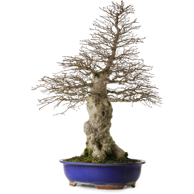 Carpinus coreana yamadori, 87 cm, ± 40 anni, con un nebari di 30 cm